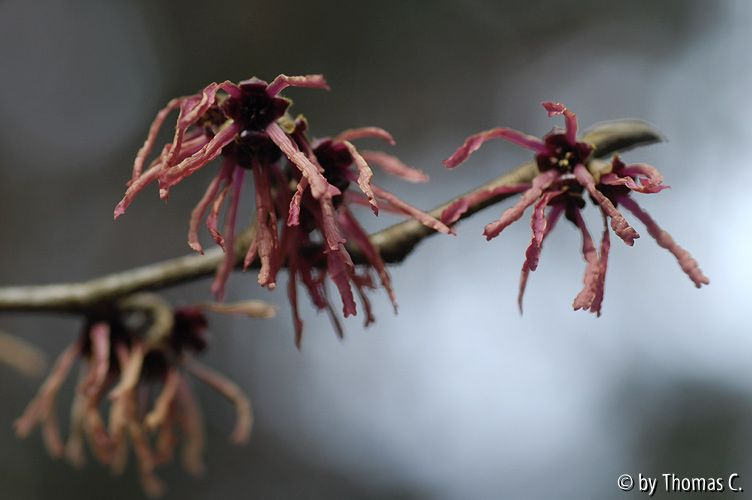 Hamamelis-Blüte 14