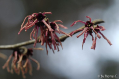 Hamamelis-Blüte 14