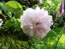 Rosa _Leda