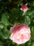 Rosa _Heritage