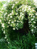 Rosa _Goldfinch
