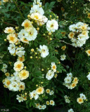 Rosa _Goldfinch