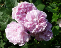 Rosa _Fantin Latour