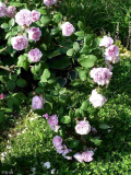 Rosa _Fantin Latour