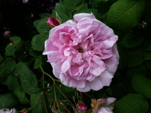 Rosa _Fantin Latour