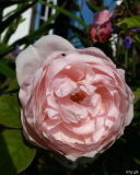 Rosa _Chaucer