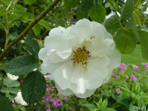 Rosa _Sappho