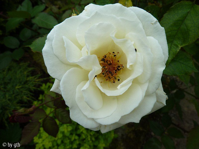 Rosa _Prosperity