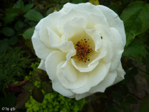 Rosa _Prosperity