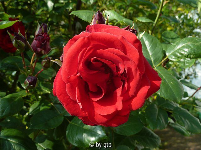 Rosa _von der Insel Scharfenberg