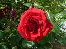 Rosa _von der Insel Scharfenberg