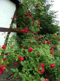 Rosa _Paul_s Scarlet