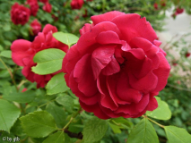 Rosa _Paul_s Scarlett Climber