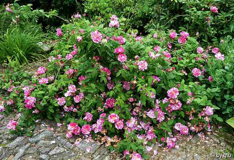 Rosa mundi _Versicolor