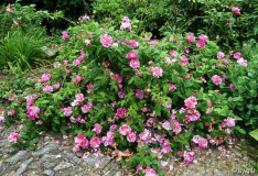 Rosa mundi _Versicolor