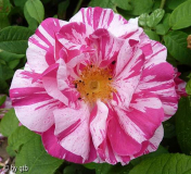 Rosa mundi _Versicolor