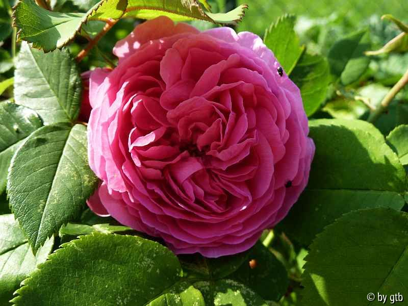 Rosa _Louise Odier