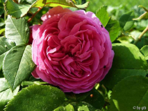 Rosa _Louise Odier