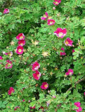 Rosa _Single Red Scotch