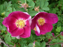 Rosa _Single Red Scotch