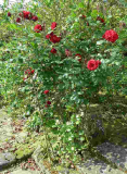 Rosa _von der Insel Scharfenberg