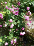 Rosa _von Querkopf