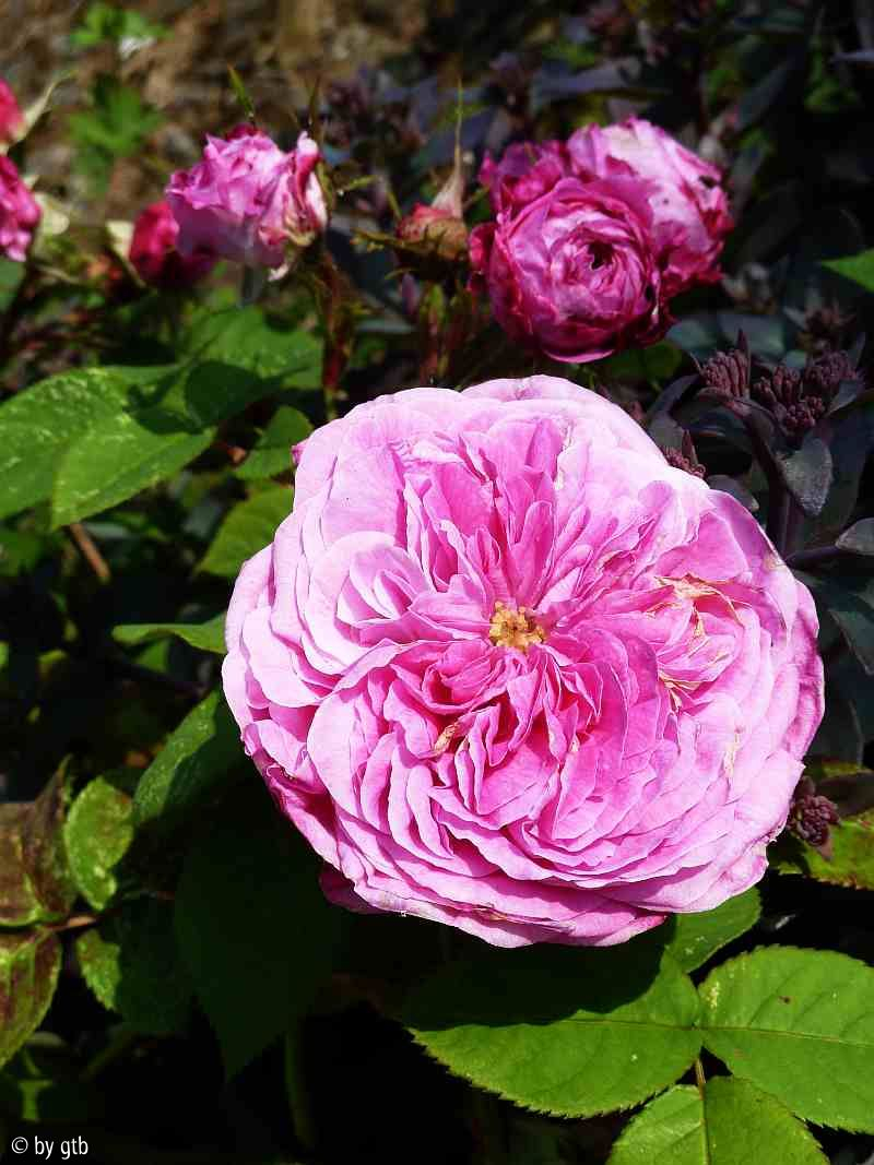 Rosa _von Querkopf