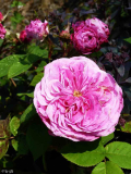 Rosa _von Querkopf