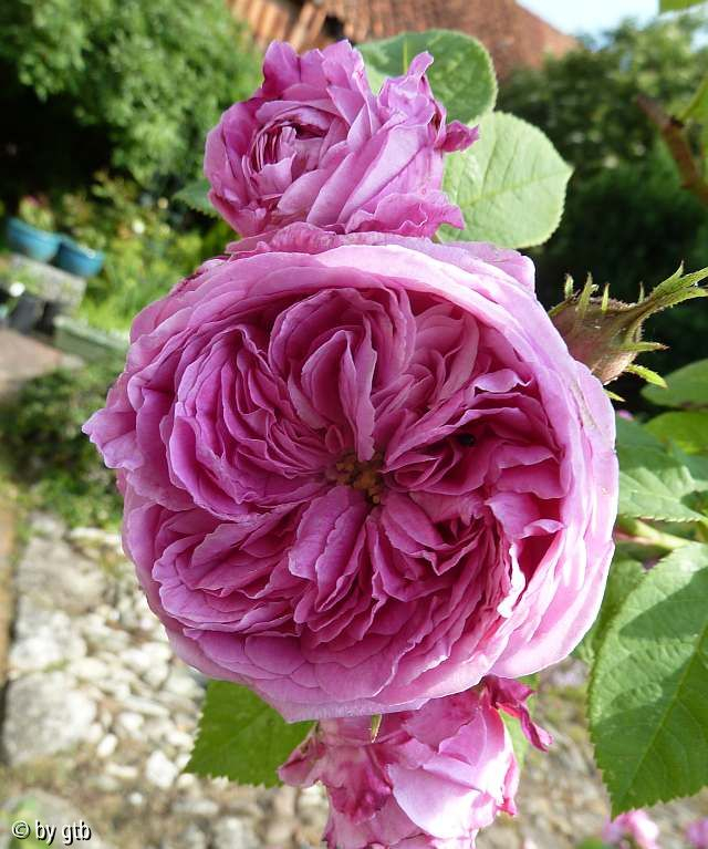 Rosa _von Querkopf