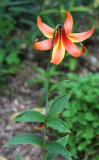 Lilium canadense var. coccineum