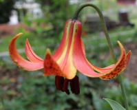 Lilium canadense var. coccineum