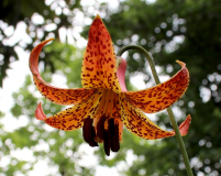 Lilium canadense var. coccineum