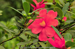 Camellia changii China 1