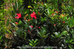 Camellia changii China 2