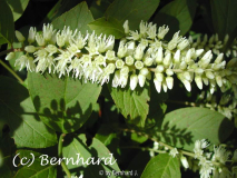 itea_virginica_1.jpg