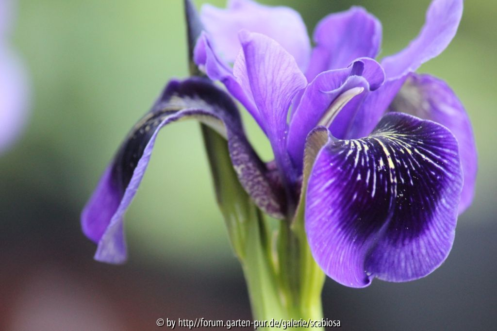 Sino-sibirica-Smlg. blau