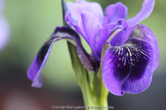 Sino-sibirica-Smlg. blau