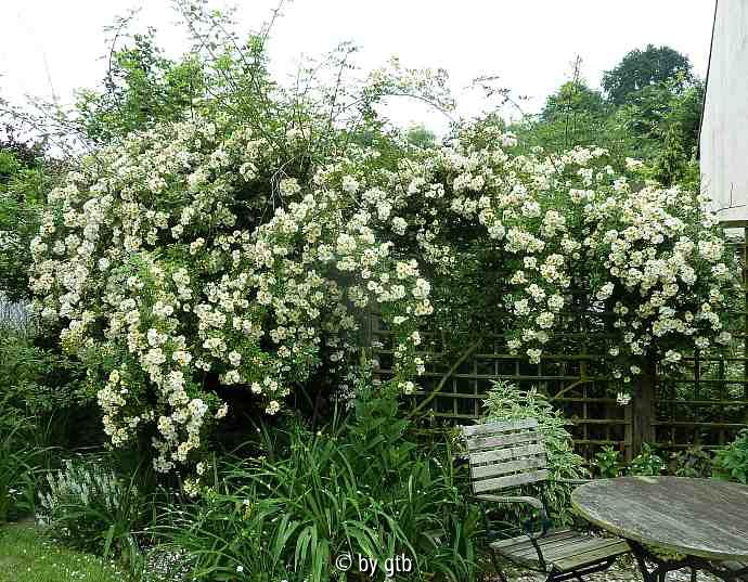 Rosa Goldfinch
