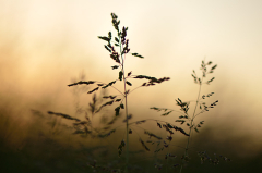 Letztes Licht