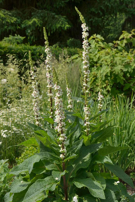 Verbascum chaixii ´Album´