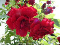 Rose am Rosenbogen