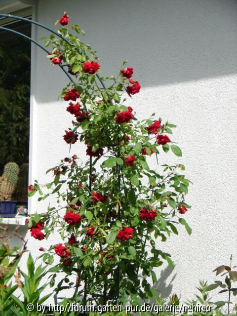 Rosenbogenrose Habitus
