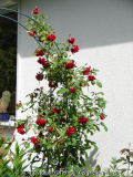 Rosenbogenrose Habitus