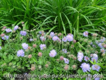 Scabiosa japonica var. alpina (06/2012)