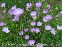 Godetia bottiae Lilac Lady (06/2012)
