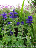 Salvia viridis Still Got The Blues For You (06/2012)