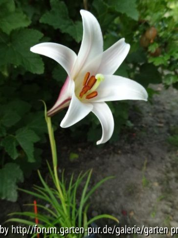 Lilium formosanum var. pricei (06/2012)