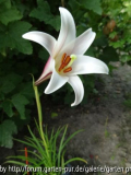 Lilium formosanum var. pricei (06/2012)