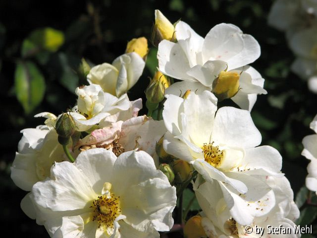 Aurora Blüte