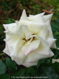 Unbekannte weisse Edelrose